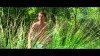 ΦΚΘ 2013: «Ο άγνωστος της λίμνης» του Αλέν Γκιροντί (Trailer)