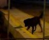 Thessaloniki - Dog plays with his shadow